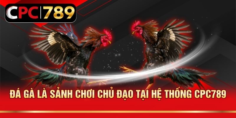 Đá gà là sảnh chơi chủ đạo tại hệ thống CPC789